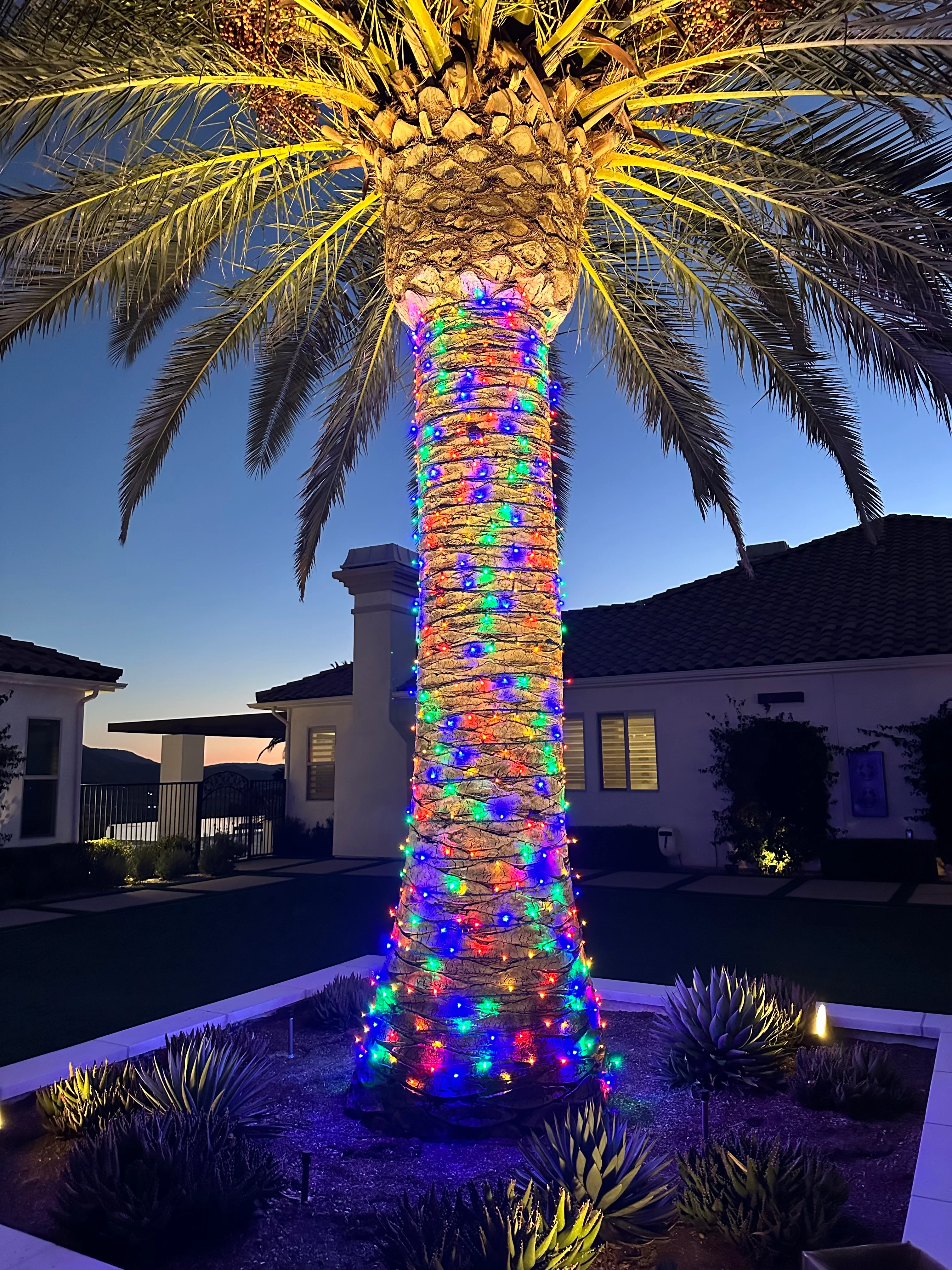 Close-up of a palm trunk densely wrapped in multicolor Christmas lights, residential Mediterranean home softly visible behind