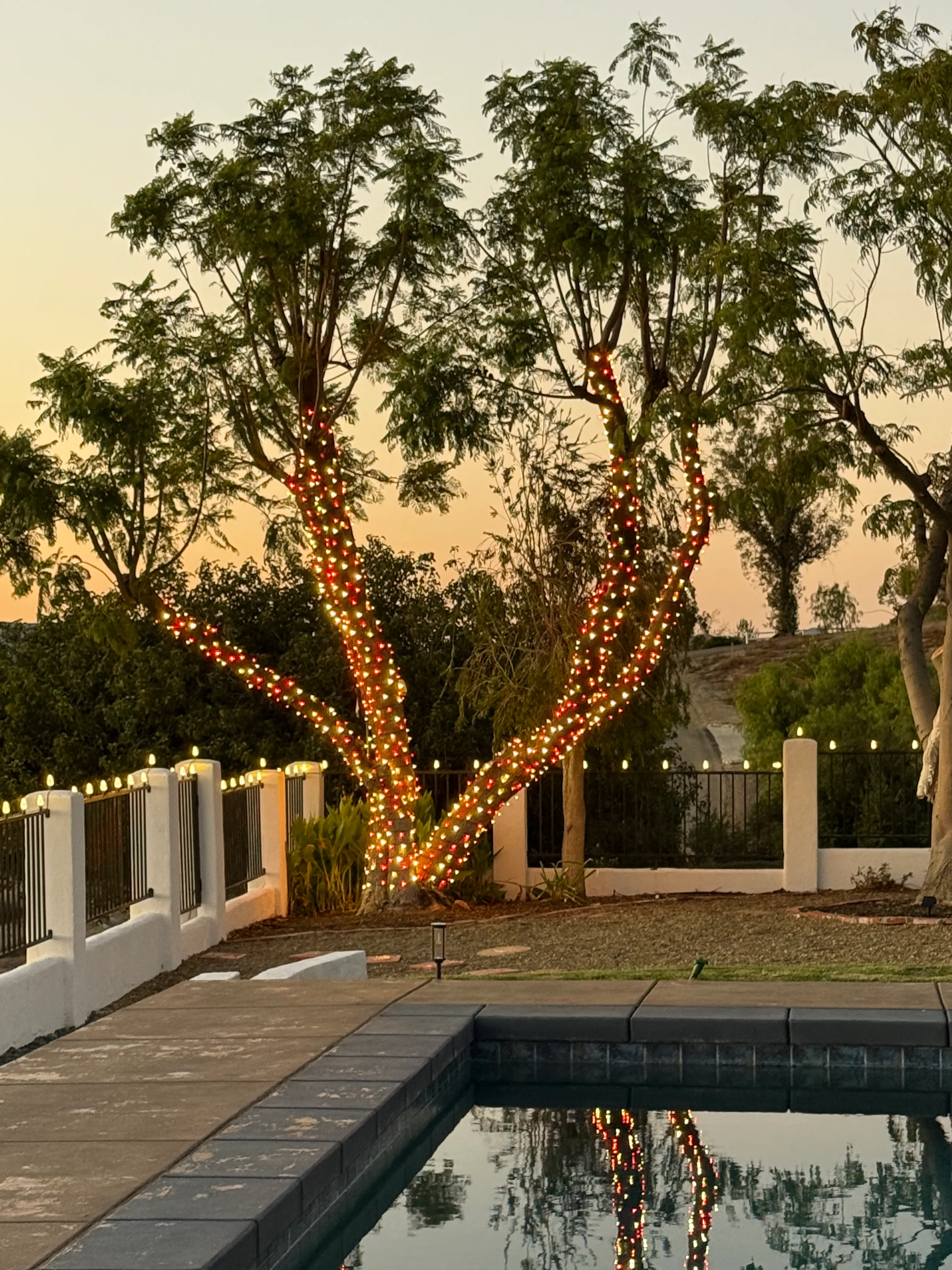 Mature olive tree wrapped in warm-white Christmas lights at golden hour, pool reflection, evening sky