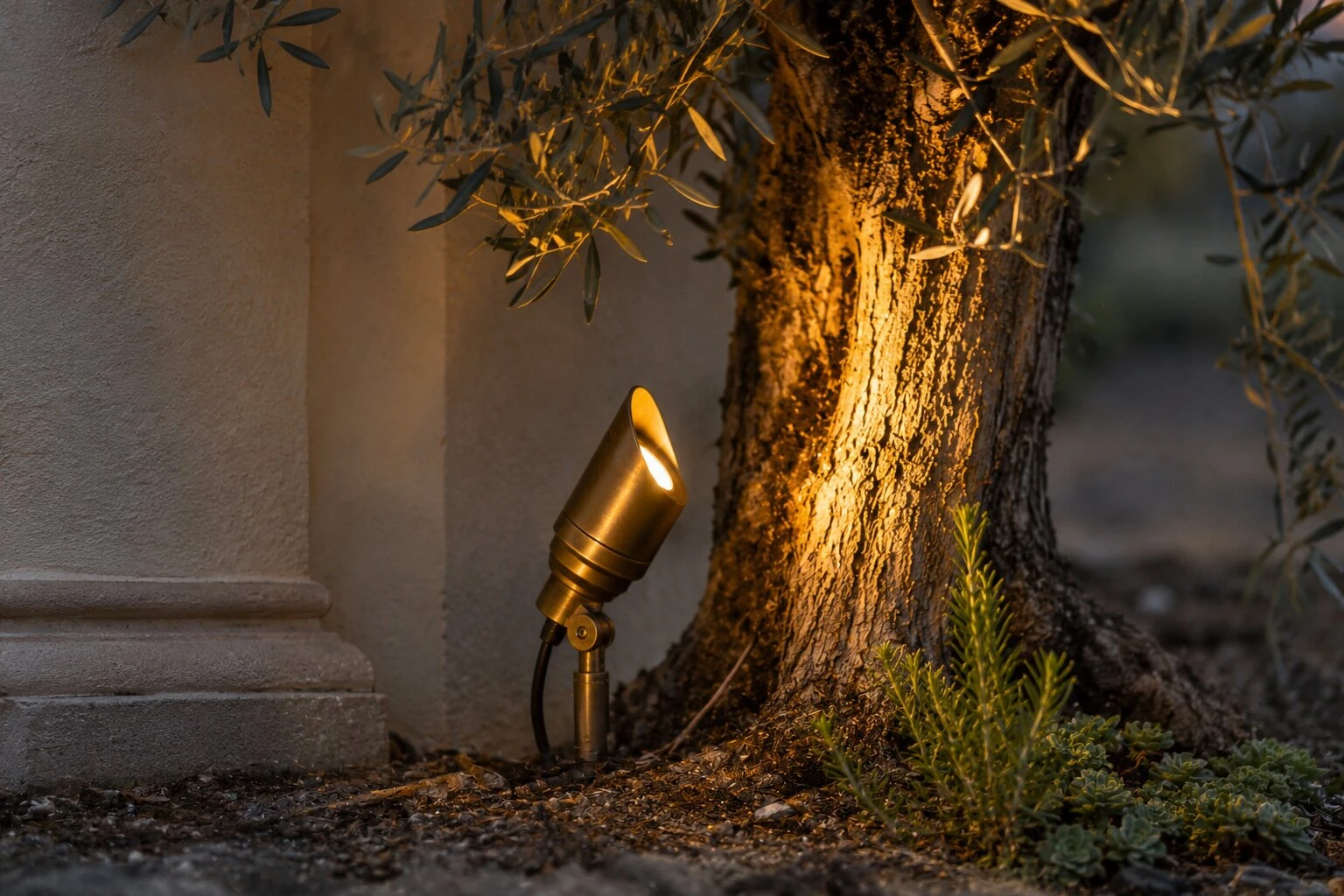 Close-up of a brass low-voltage uplight fixture set at the base of an olive tree at dusk, warm beam climbing the textured trunk, dry foliage around the stake