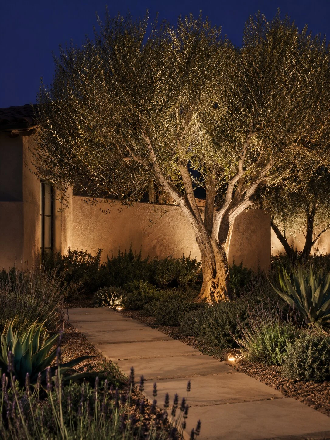Mature olive tree uplit at dusk on a Temecula Valley estate, warm beams climbing the trunk, deep-blue twilight sky