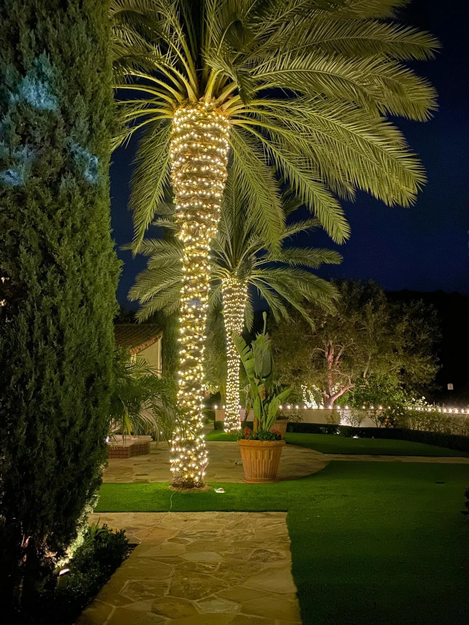 Palm tree wrapped in warm holiday lights