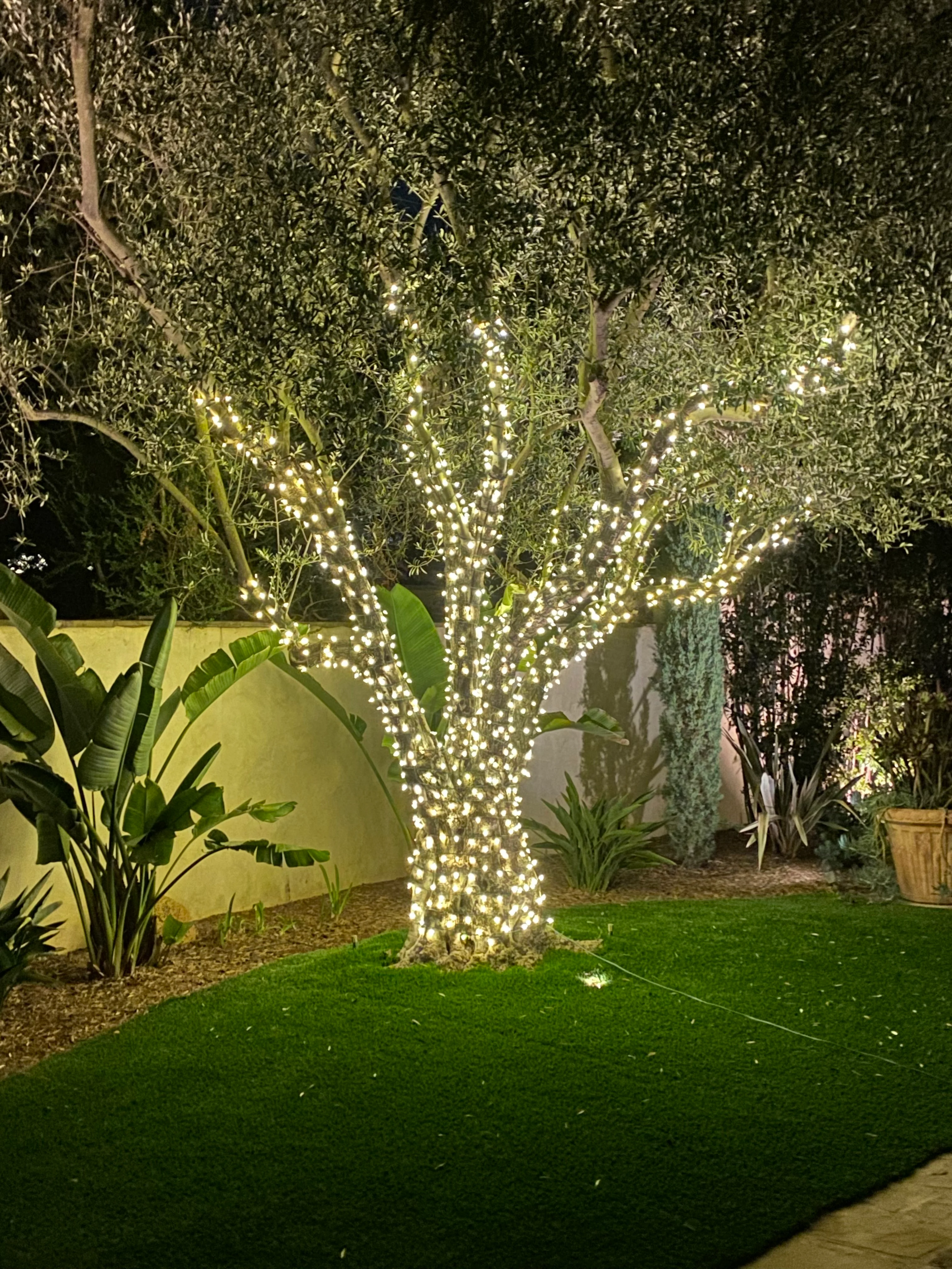 Warm-white string lights wrapping a mature olive tree in a Temecula backyard